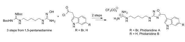 Phidianidine A and B